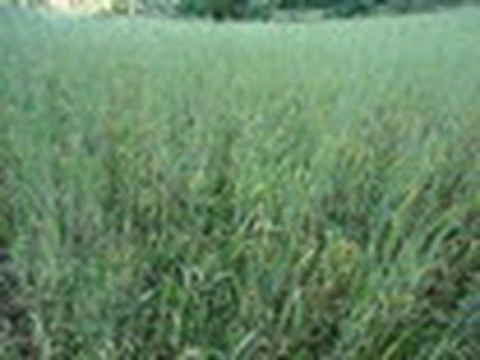 Kaspo/ስንዴ/Wheat