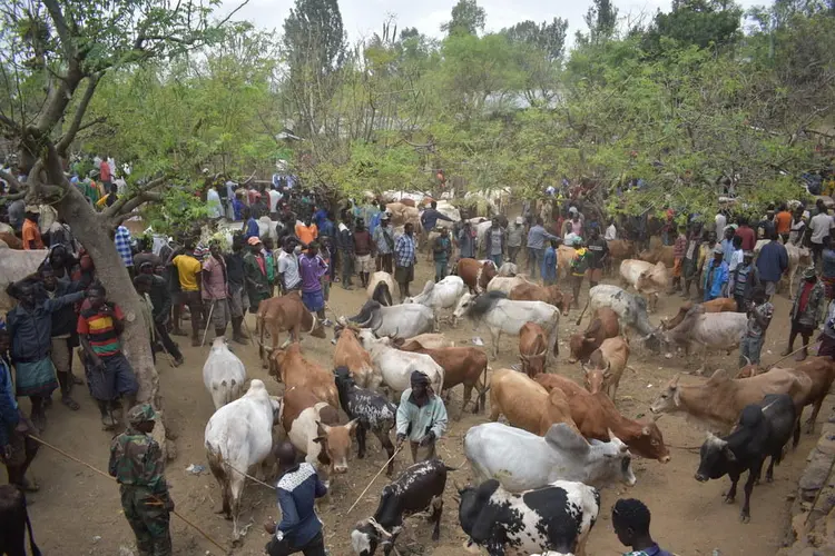 moore qholeete/የከብቶች ገብያ/oxen in market
